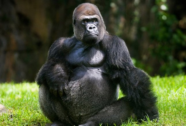 tempoh kehamilan gorila adalah 8 5 minggu