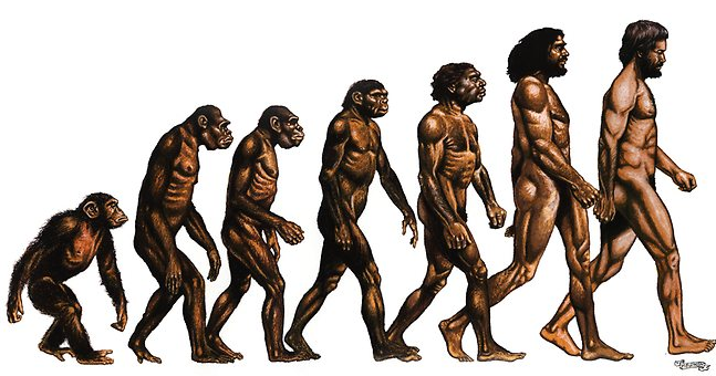 teori evolusi manusia