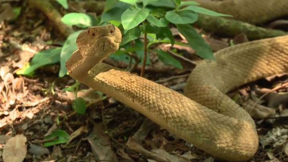 terdapat di antara 2 000 hingga 4 000 ekor ular golden lancehead di pulau ular brazil 2