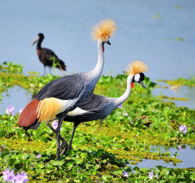 the african crowned crane