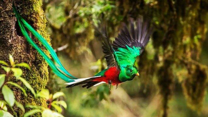 the quetzal