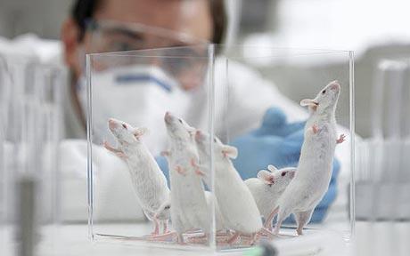 tikus boleh diubah secara genetik