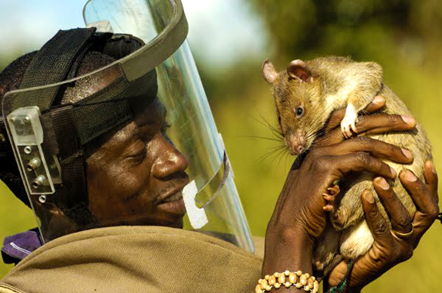 tikus gergasi afrika hero penyelamat