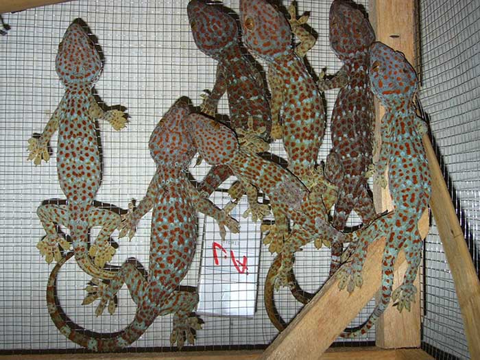 tokek gecko untuk dijual
