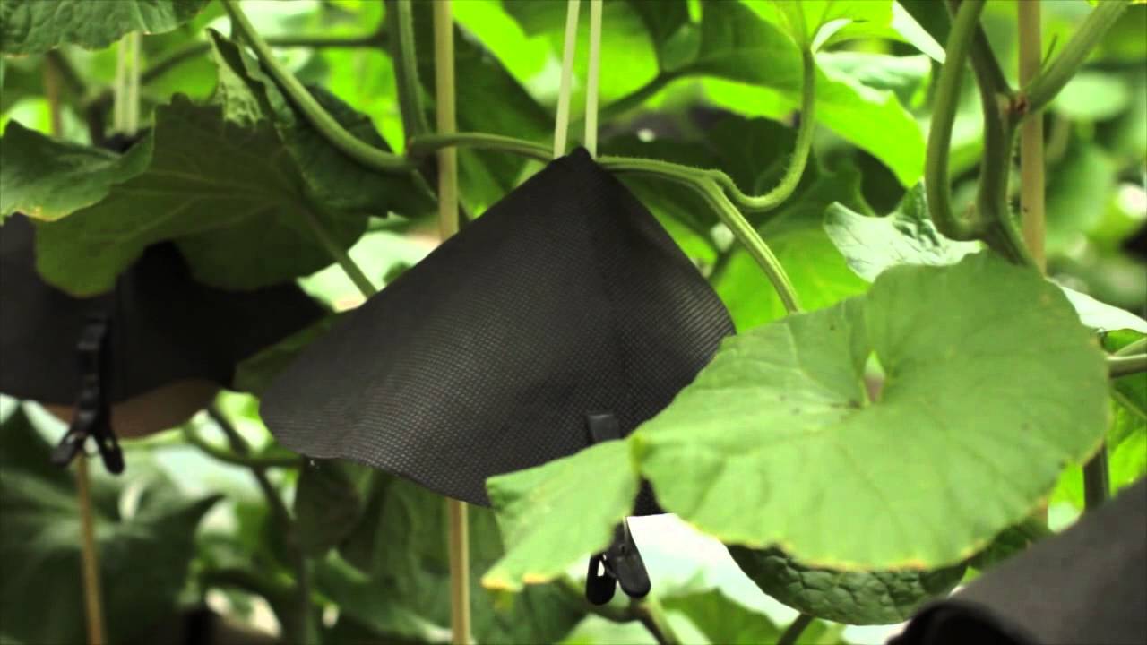 topi hitam pada setiap buah untuk mengelakkan selaran matahari