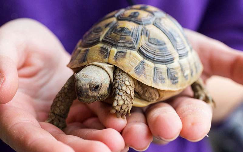 tortoise kura kura usia haiwan peliharaan