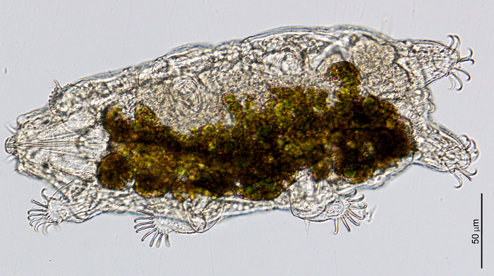 tree of life tardigrade