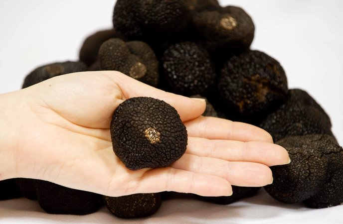 truffle makanan paling mahal di dunia 3