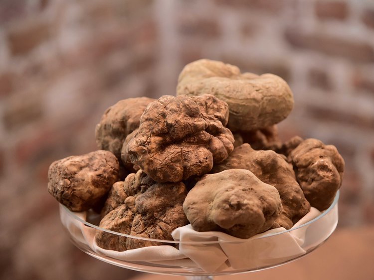 truffle makanan paling mahal di dunia 8