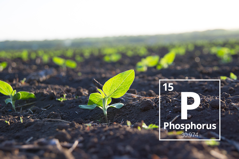 tumbuhan perlukan fosforus untuk tumbuh