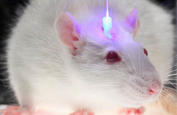 ujian optogenetik tikus