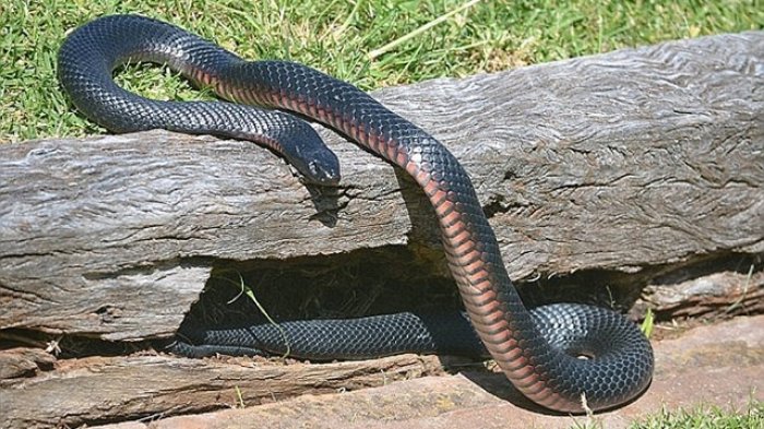 ular 365