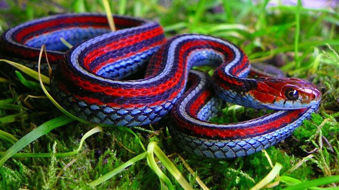 ular berbisa warna warni