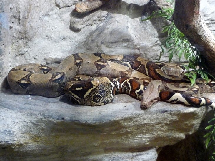 ular boa constrictor