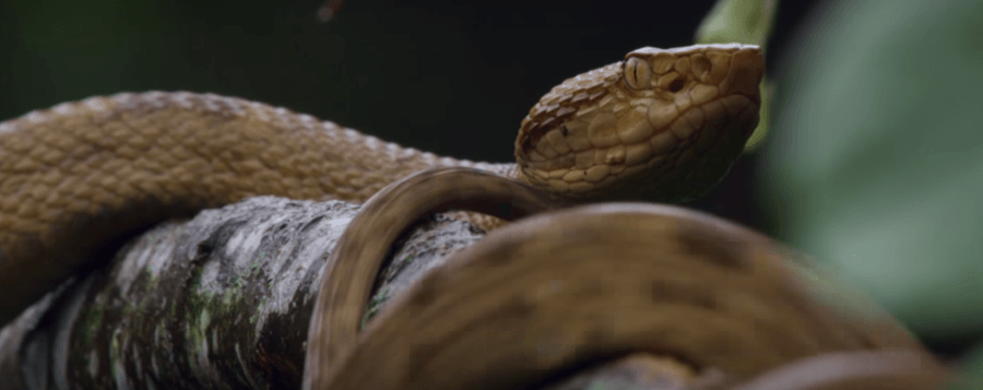 ular golden lancehead antara ular yang paling berbisa di dunia
