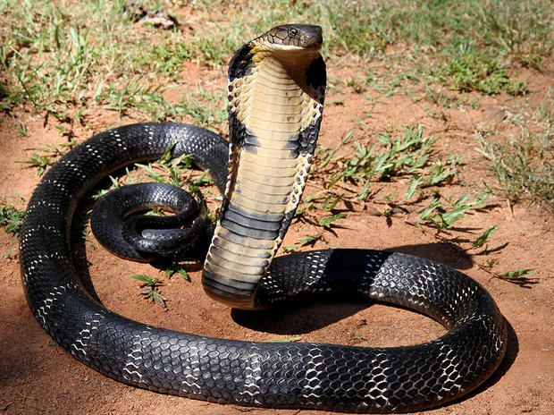 ular king cobra yang tersangat bahaya
