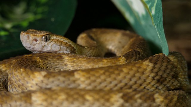 ular lancehead penyebab 90 kes patukan ular di brazil