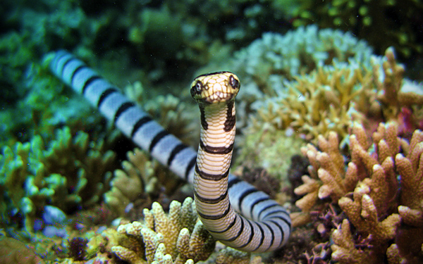 ular laut belcher bisa paling power nokhorom