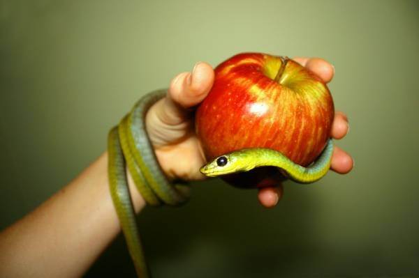 ular melingkari epal