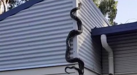 ular panjat bumbung 994