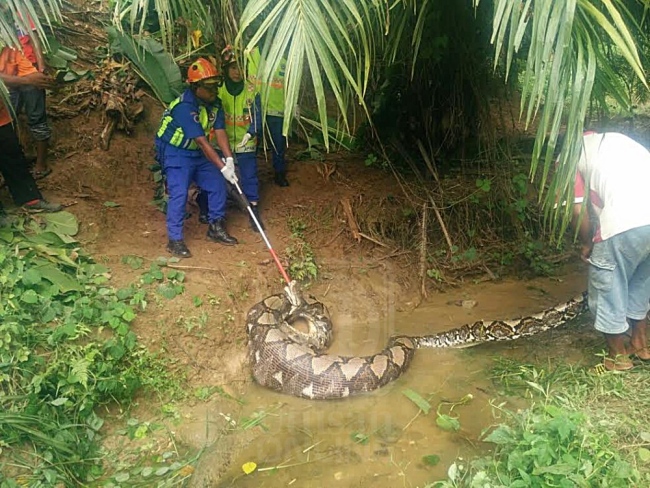ular sawa batik ular paling besar di dunia 3