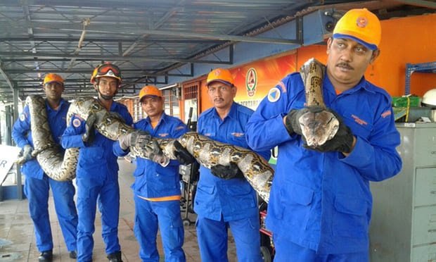 ular sawa batik yang ditemui di pulau pinang
