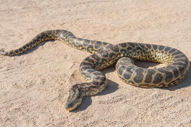 ular sawa batu afrika ular paling besar di dunia 2