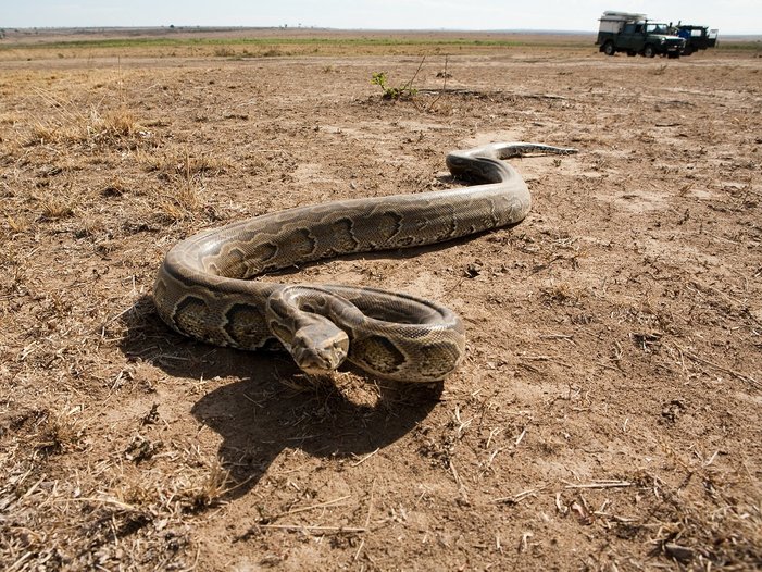 ular sawa batu afrika ular paling besar di dunia