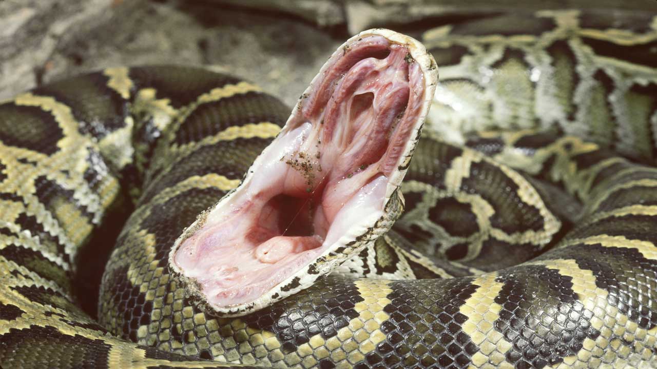 ular sawa burma ular paling besar di dunia 2
