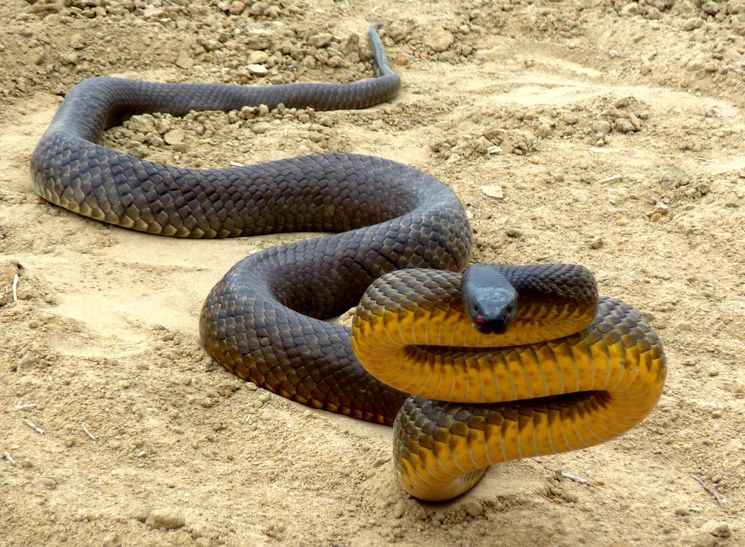 ular taipan ular paling berbisa di dunia