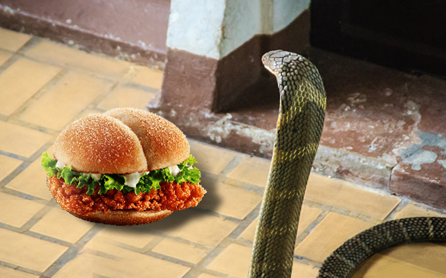 ular tedung selar makan burger
