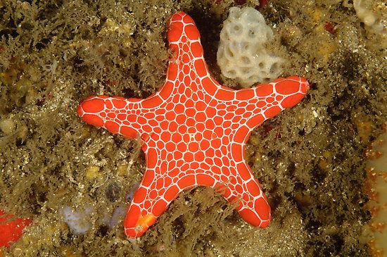 vermilion biscuit sea star