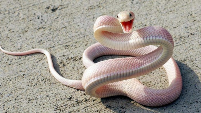 viper ular paling berbisa di dunia 2