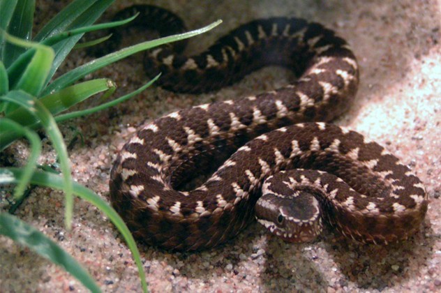 vipera orlovi ular paling rare di dunia