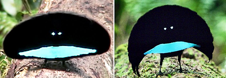 vogelkop spesis baru bird of paradise yang sangat menakjubkan 3