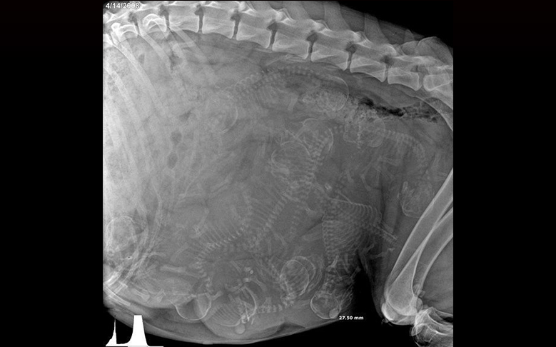 x ray anjing bunting