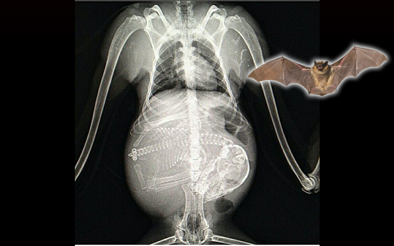 x ray kelawar bunting