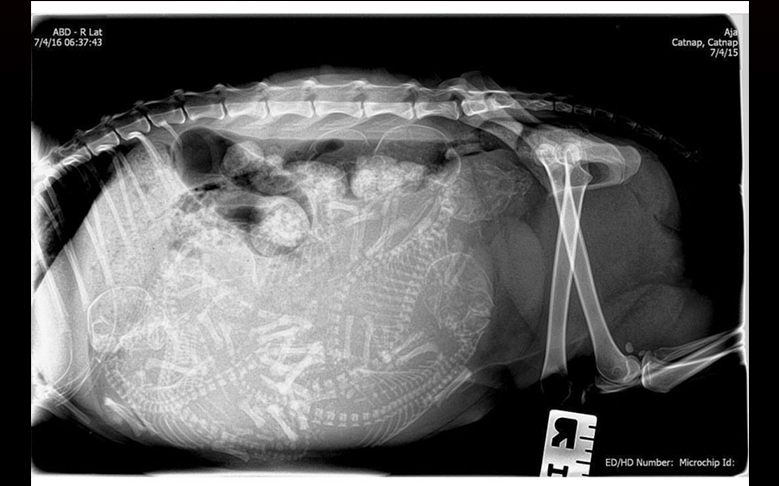 x ray kucing bunting
