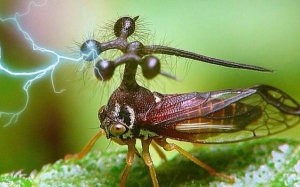 10 Serangga Pelik yang Jarang Ditemui Dan Diketahui