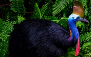 10 spesies burung tidak boleh terbang yang masih wujud di dunia