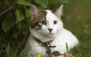 2 Penyakit Kucing Ini Boleh Membunuh Manusia