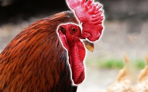 5 Fungsi Balung Dan Gelambir Ayam Yang Kita Tak Tahu