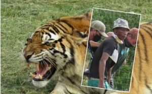 5 Kes Pekerja Zoo Dibaham Harimau