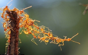 5 Tabiat dan Perangai Pelik Semut Serta Koloninya