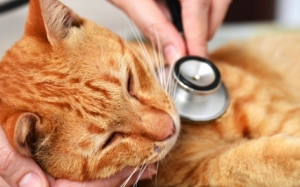 5 Tanda Awal Kanser Pada Kucing Yang Pemilik Kucing Perlu Tahu