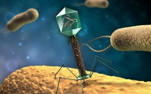 5 Virus Yang Memberi Manfaat Kepada Manusia dan Bidang Perubatan