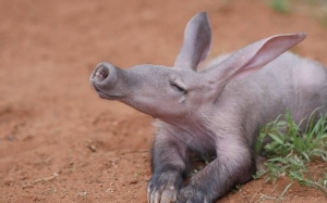 6 Fakta Menarik Tentang Aardvark Yang Ramai Tak Tahu