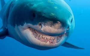 6 Spesis Haiwan Dengan Gigi Paling Tajam Dan Menakutkan