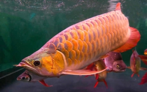 6 Spesis Ikan Tropika Paling Mahal Di Dunia