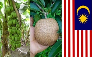 7 Buah-buahan Klon dan Hibrid yang Dihasilkan MARDI (Malaysia)